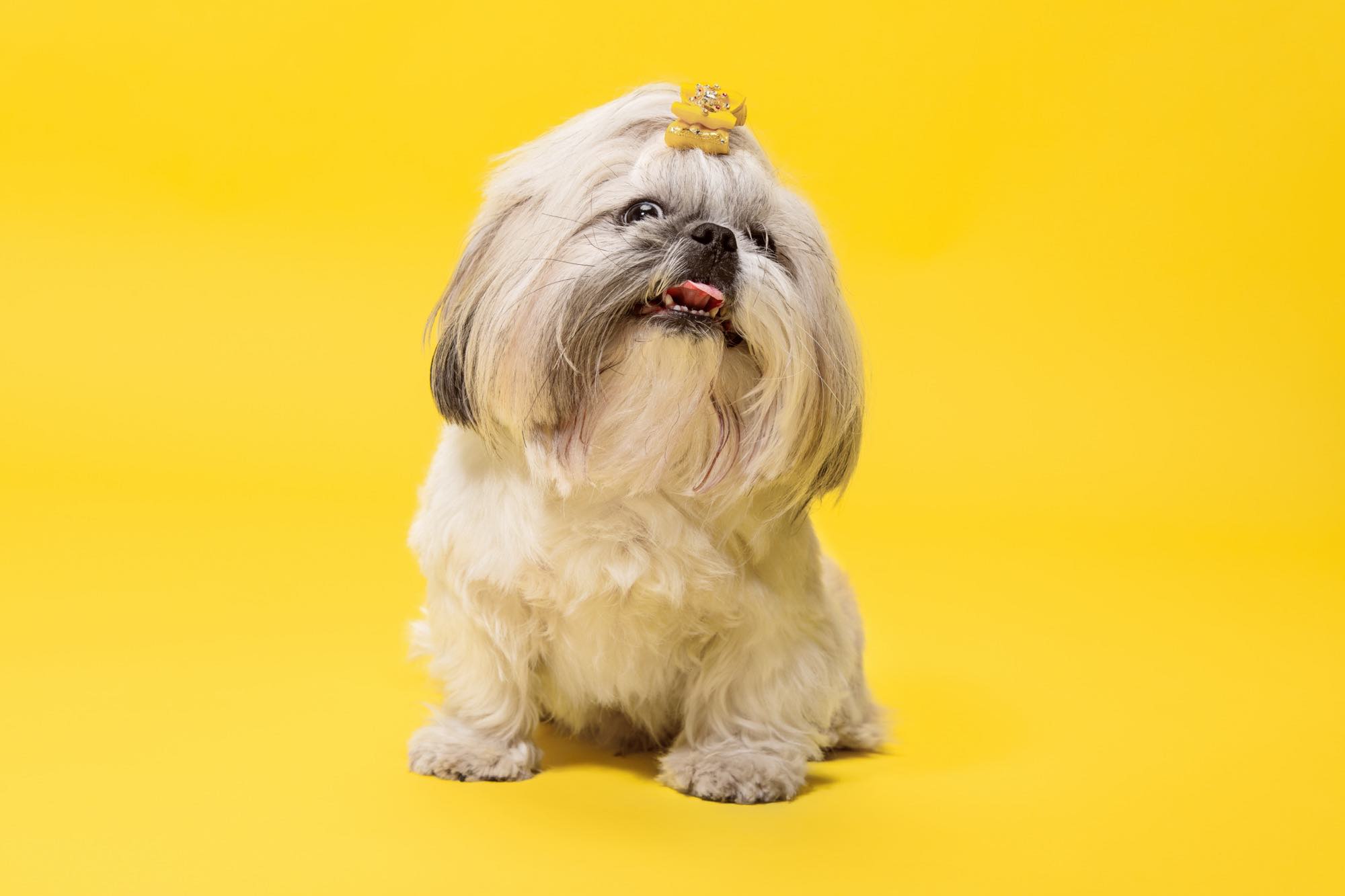 Dog Body Language: Signs of Stress, Fear, and Happiness