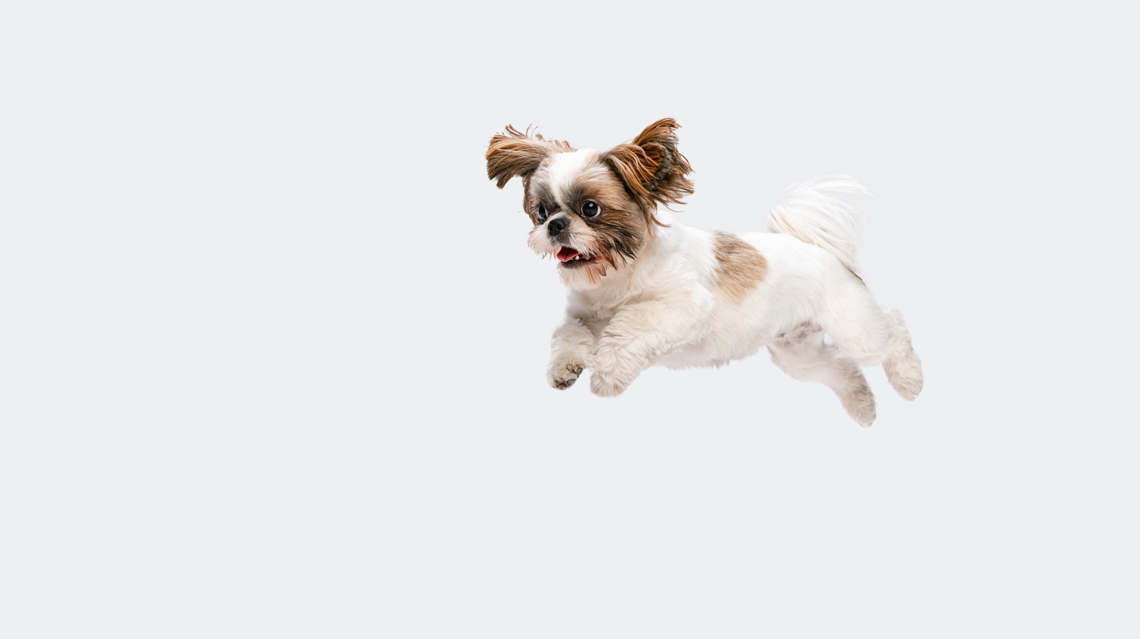 Dog Zoomies: What They Mean and How to Handle Them