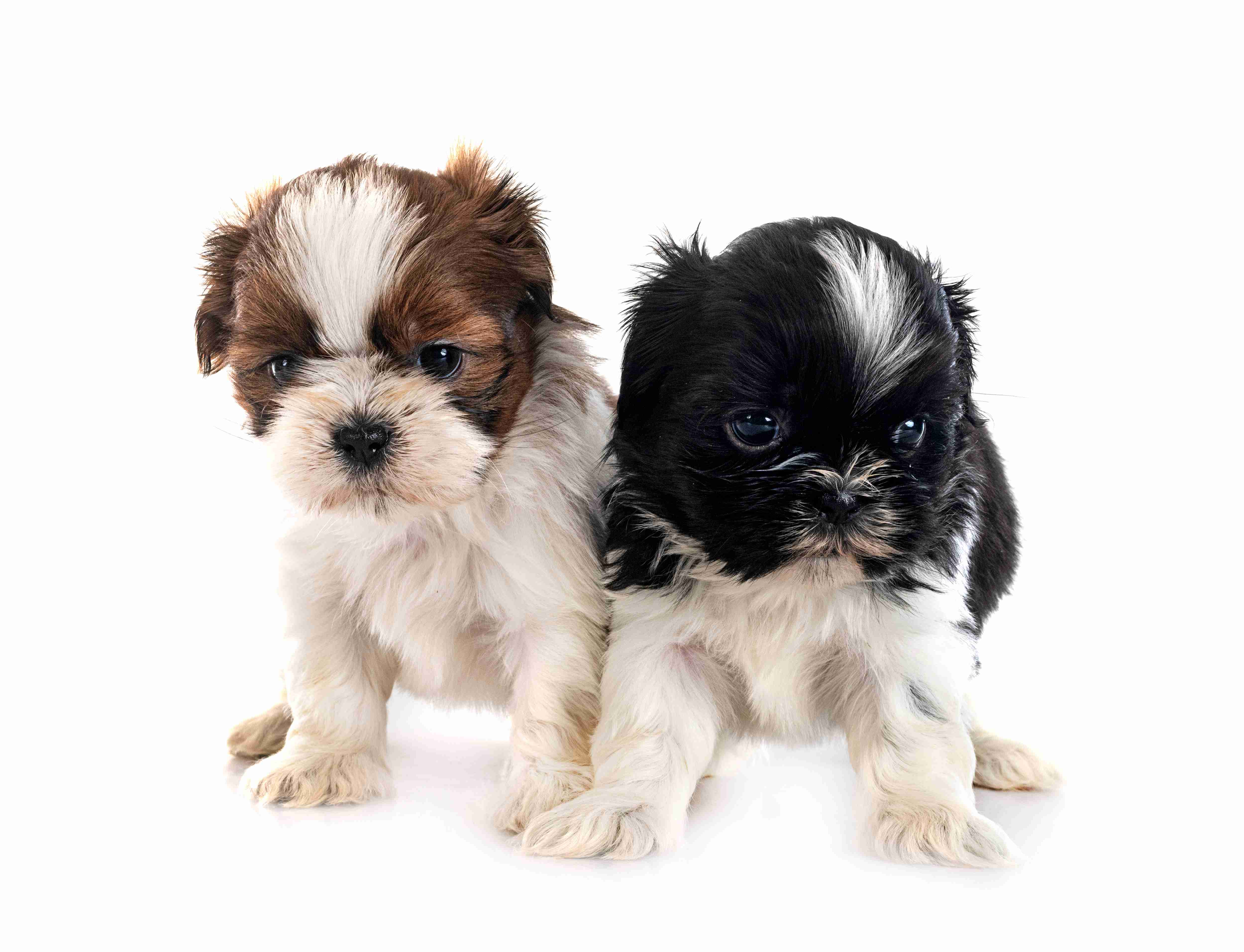 ottawa puppy yoga Responsible Dog Breeders