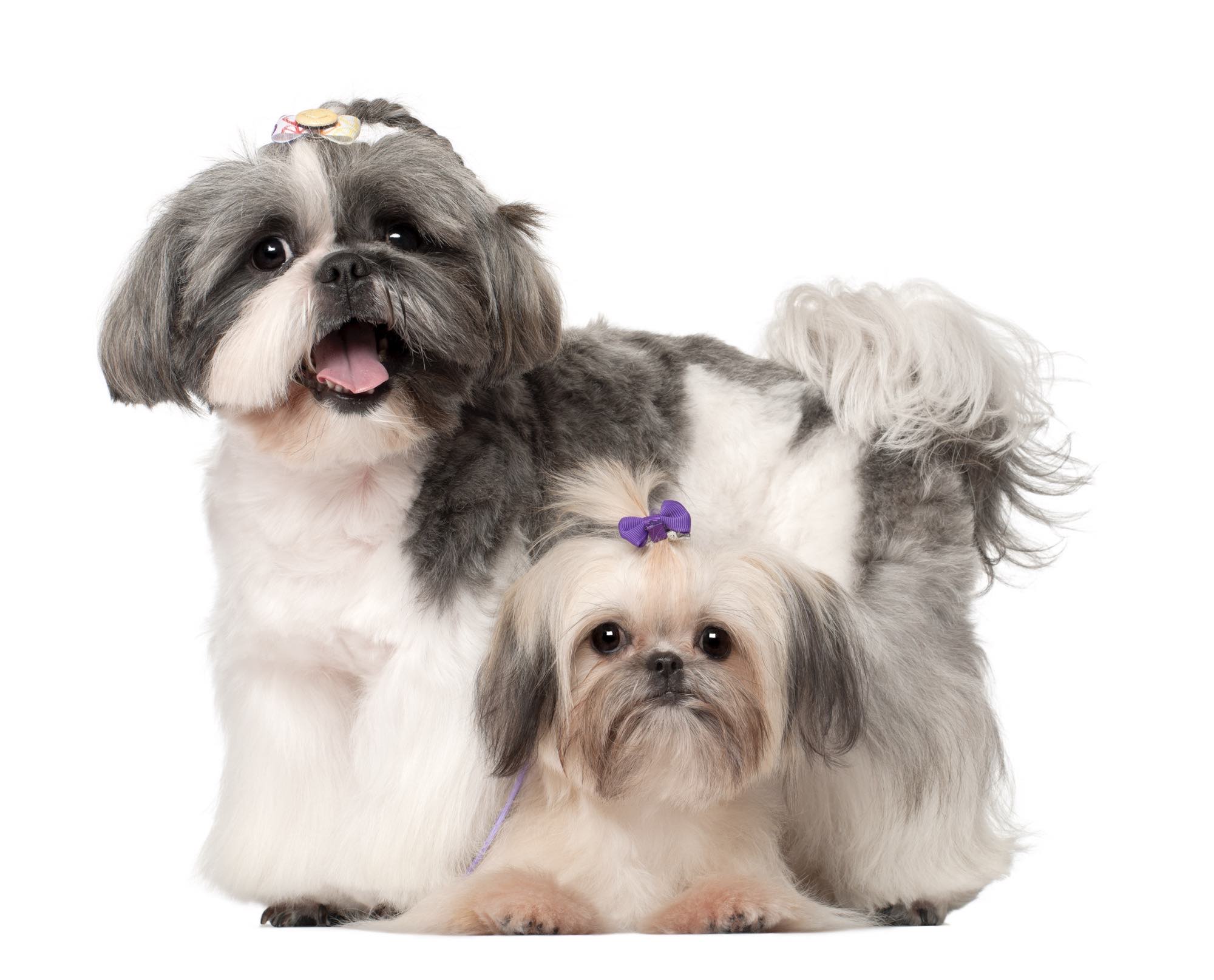 Puppy Potty Training: Routine, Cues & Compassionate Tips