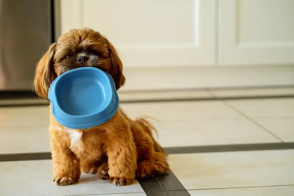 Puppy Food Guide: Best Food & Healthy Mealtime Habits