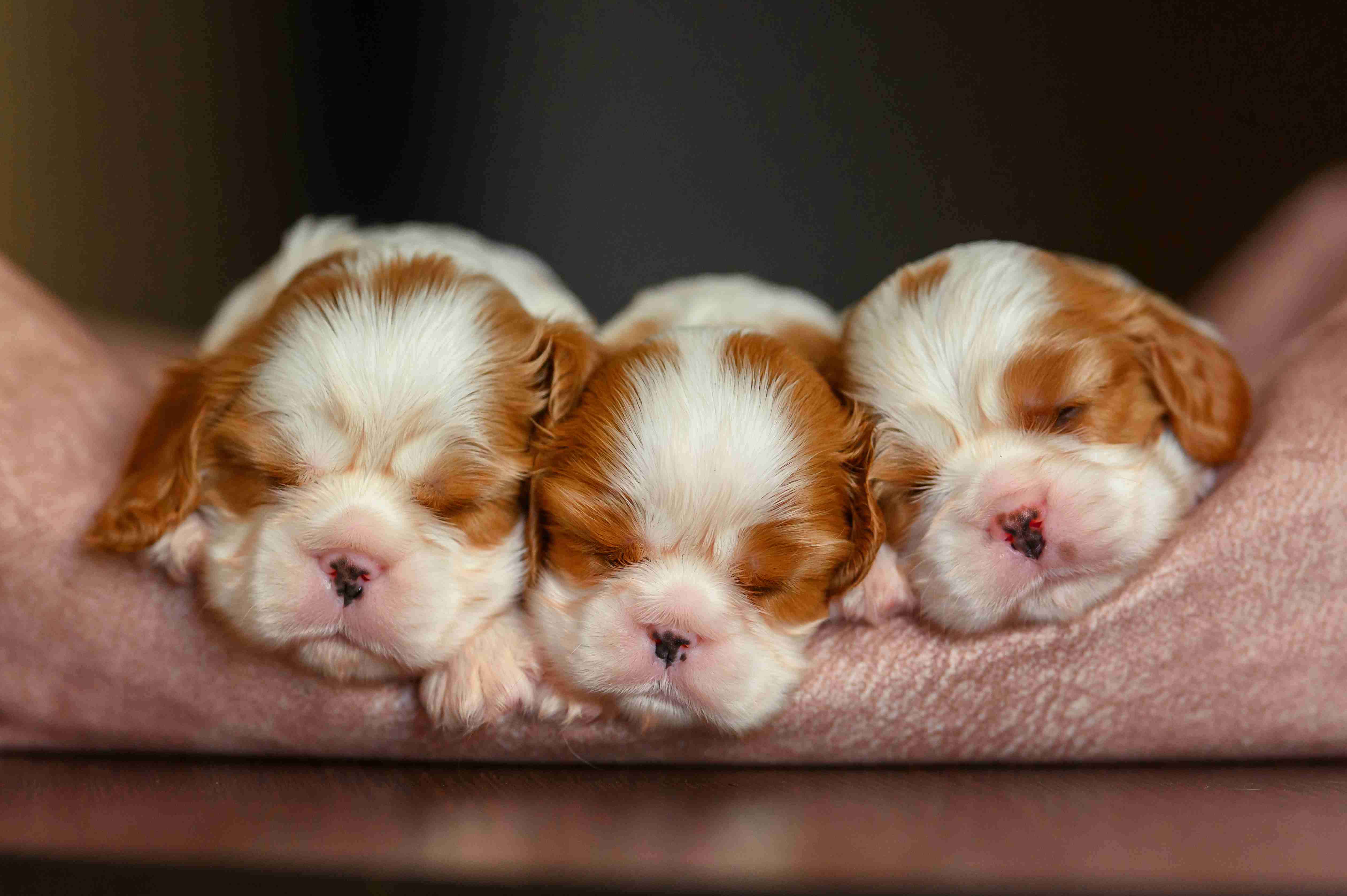 Puppy-Proof Your Home: Checklist for Safety, Sleep and Sanity
